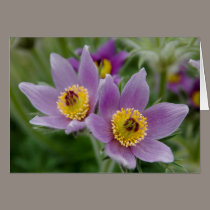Pasque Flower (Pulsatilla) cards