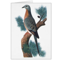 Passenger Pigeon - Ectopistes migratorius Greeting Cards