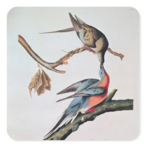 Passenger Pigeon, from 'Birds of America' Square Sticker
