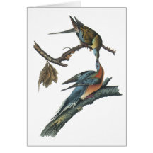 Passenger Pigeon, John Audubon Card