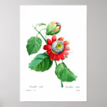 Passiflora alata posters