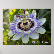 Passiflora edulis forma flavicarpa (Passion Flower Posters