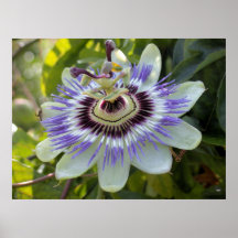 Passiflora edulis forma flavicarpa (Passion Flower Print