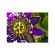 Passiflora Incarnata Print