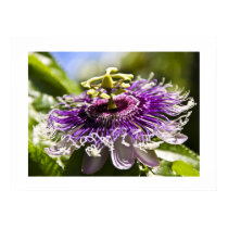 Passiflora Incarnata Print