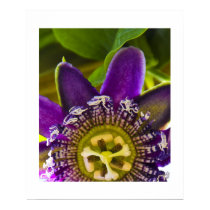 Passiflora Incarnata Print