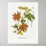 Passiflora manicata print
