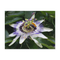 Passiflora Postcard