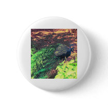passingpeacock.gif buttons