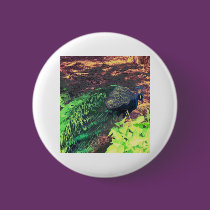 passingpeacock.gif buttons