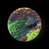 passingpeacock.gif buttons