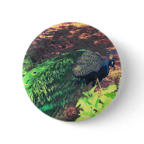passingpeacock.gif buttons
