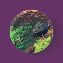 passingpeacock.gif buttons