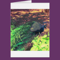passingpeacock.gif cards