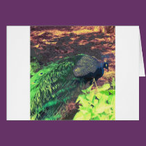 passingpeacock.gif cards
