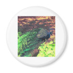 passingpeacock.gif refrigerator magnets