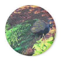 passingpeacock.gif fridge magnet