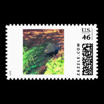 passingpeacock.gif postage