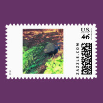 passingpeacock.gif stamps