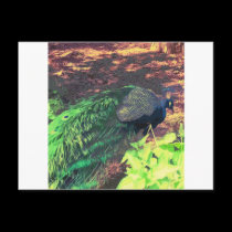 passingpeacock.gif postcards