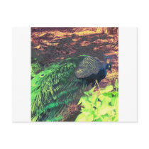 passingpeacock.gif postcards by trendhuntress passingpeacock.gif postcards