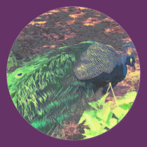 passingpeacock.gif stickers