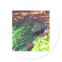passingpeacock.gif stickers by trendhuntress passingpeacock.gif stickers