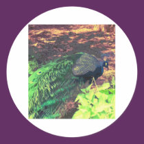 passingpeacock.gif stickers