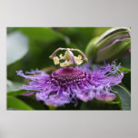 Passion Flower after Rain on Canvas Print