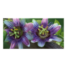 PASSION FLOWER PHOTO CARDS