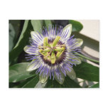 Passion Flower Postcard