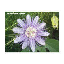 Passion Flower postcards by traxtech Passion Flower postcards
