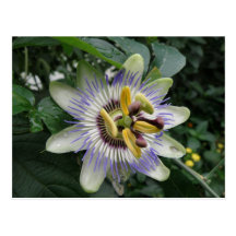 Passion Flower Postcard