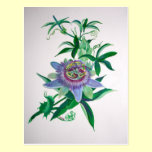 Passion Flower postcards
