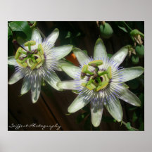 passion flower print