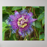 Passion Flower Posters