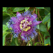 Passion Flower posters