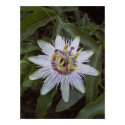 Passion Fruit Vine Flower posters