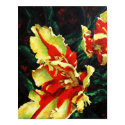 Passionate Dance (Parrot Tulips) Fine Art Print print