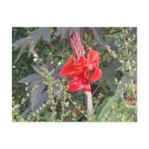 passionate flower postcards by AllisontRegnier passionate flower postcards