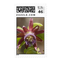 PassionFlower4x4100dpi postage by ritaireland PassionFlower4x4100dpi postage