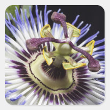 Passionflower close-up (MR) Stickers