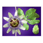 Passionflower Postcard