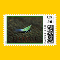 Passionvine Nymph - Macro Image Postage stamps