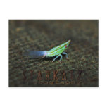 Passionvine Nymph Macro Image Postcards