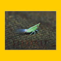 Passionvine Nymph Macro Image postcards
