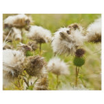 Past Blossoming Thistle flyers