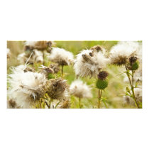 Past Blossoming Thistle Photo Card