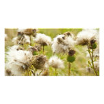 Past Blossoming Thistle Photo Card