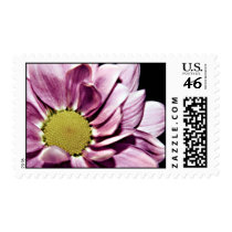 Pastel Chrysanthemum postage stamps